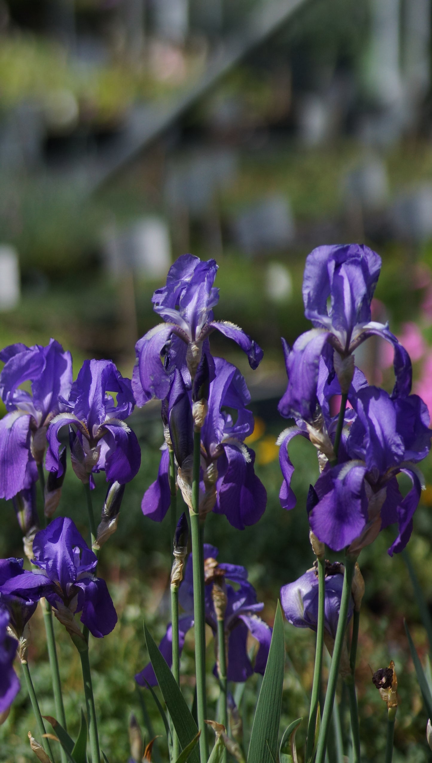 Iris illyrica - Illyrische Schwertlilie