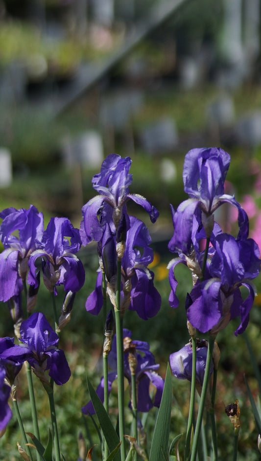 Iris illyrica - Illyrische Schwertlilie