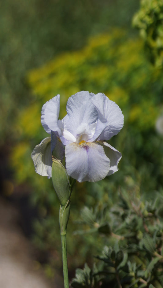 Iris Aril-Hybride 'Mondsee' - Aril-Iris