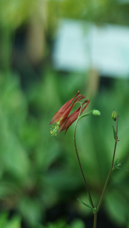 Aquilegia canadensis - Kanadische Akelei