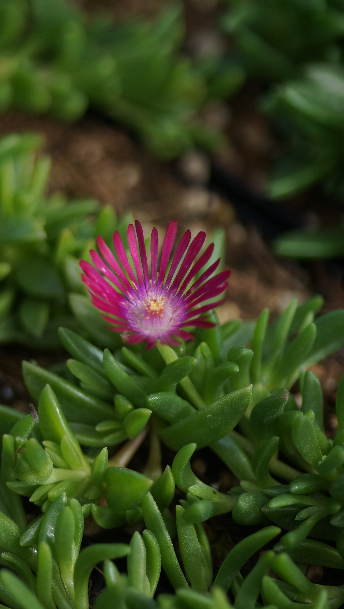 Delosperma Hybride 'Chameleon' - Mittagsblume