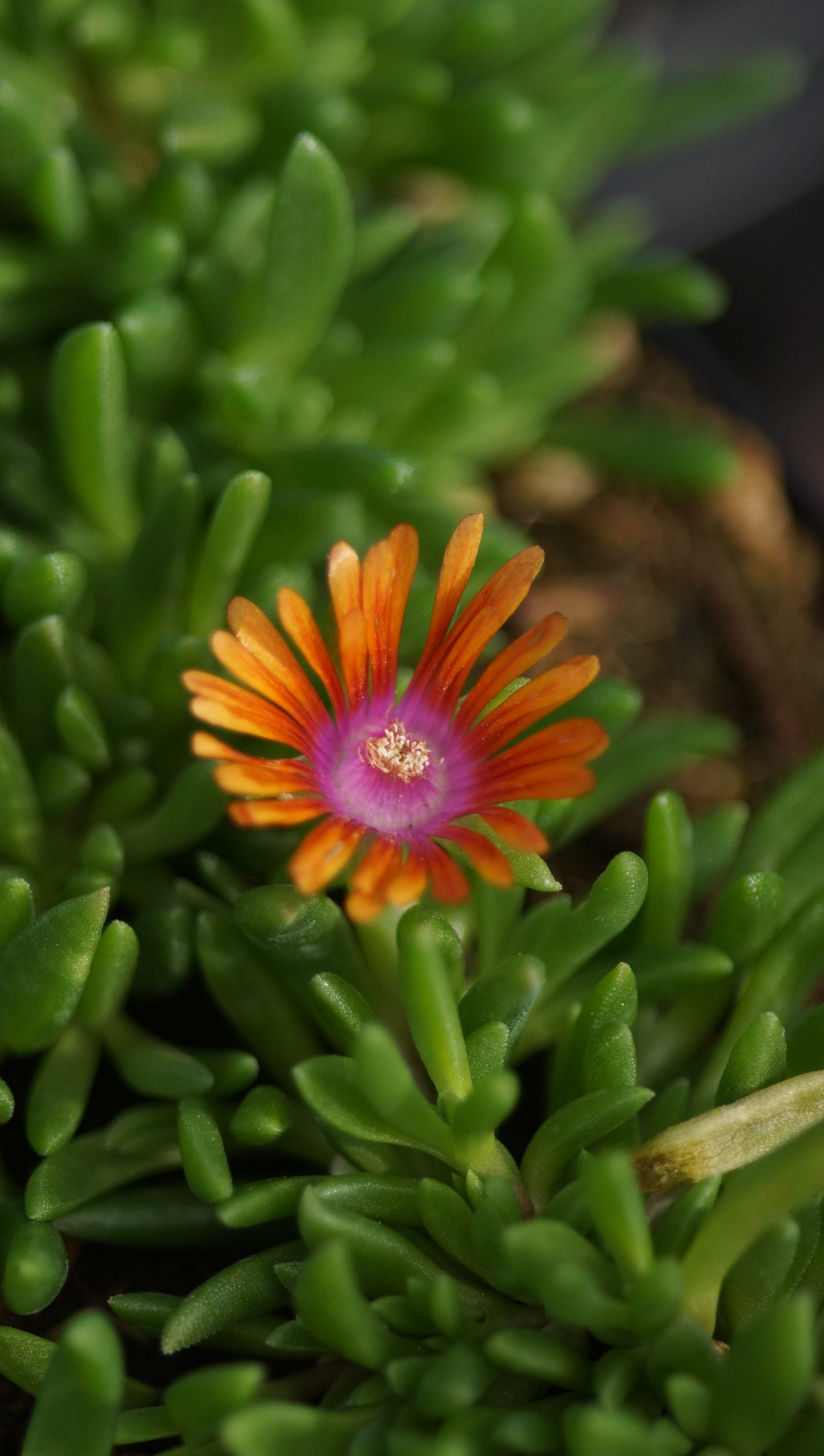 Delosperma x dyeri - Mittagsblume