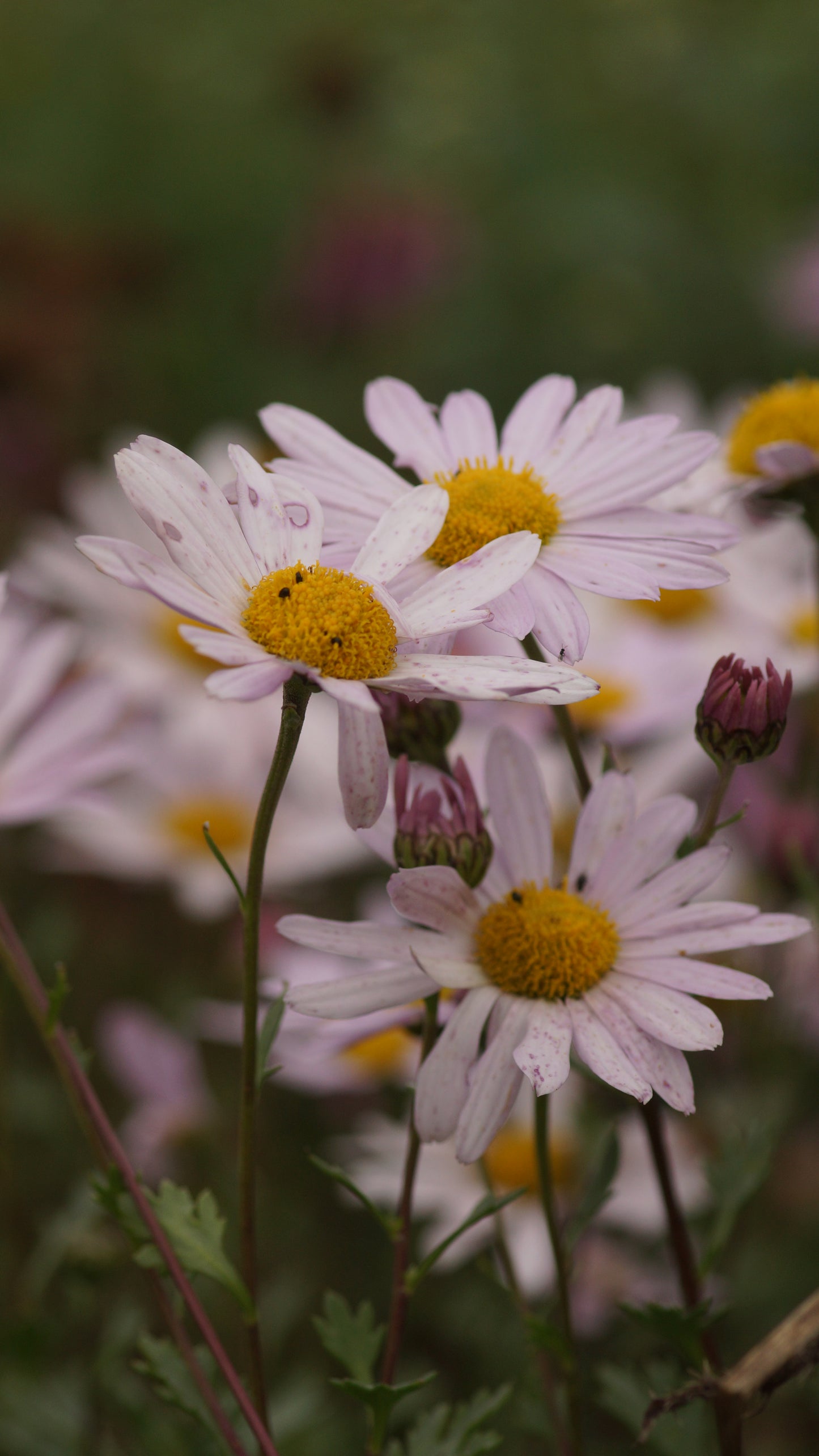 Arctanthemum arcticum 'Rosea' - Grönlandmargerite