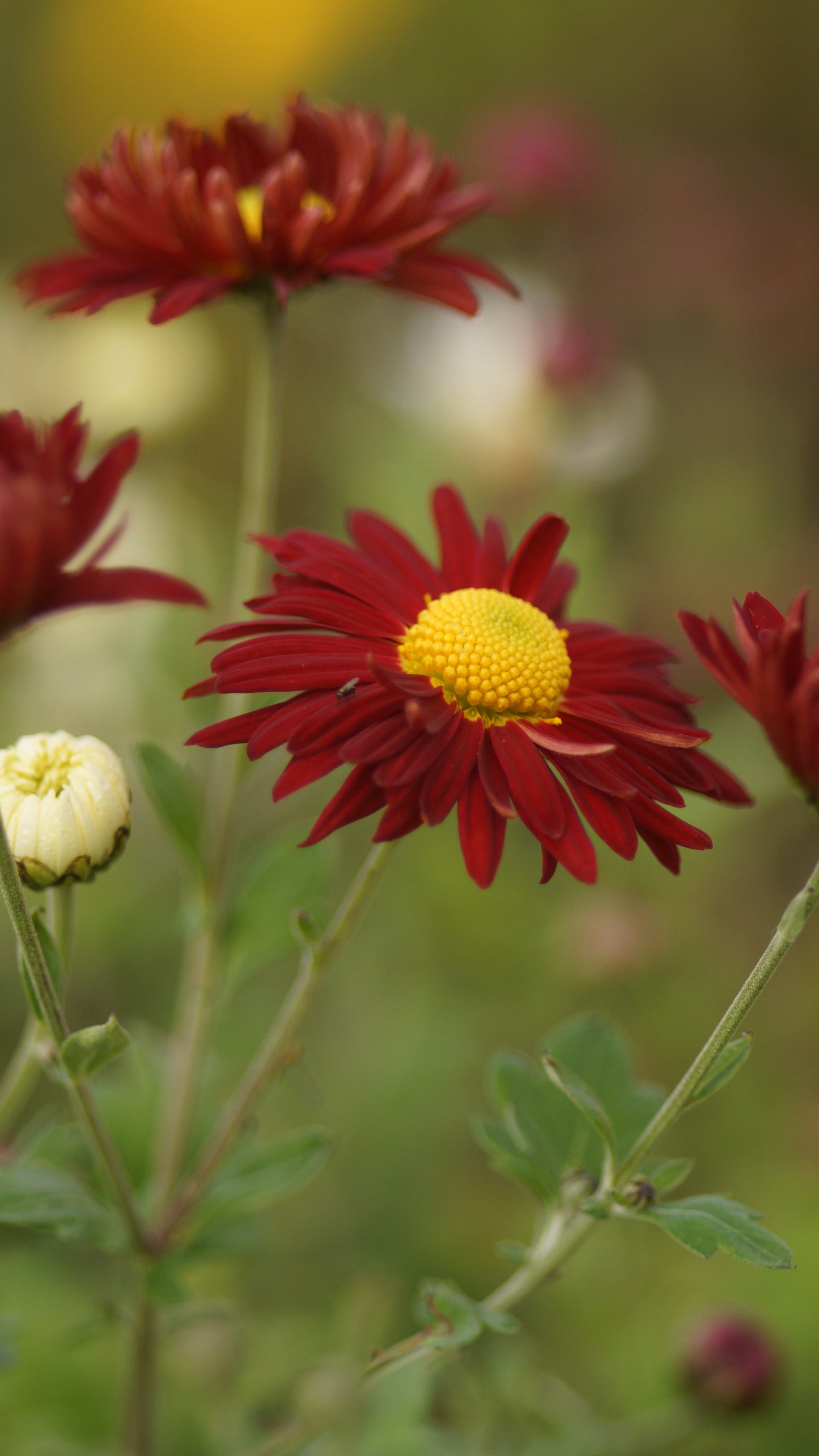 Chrysanthemum Indicum-Hybride 'Andromeda' - Herbst-Chrysantheme