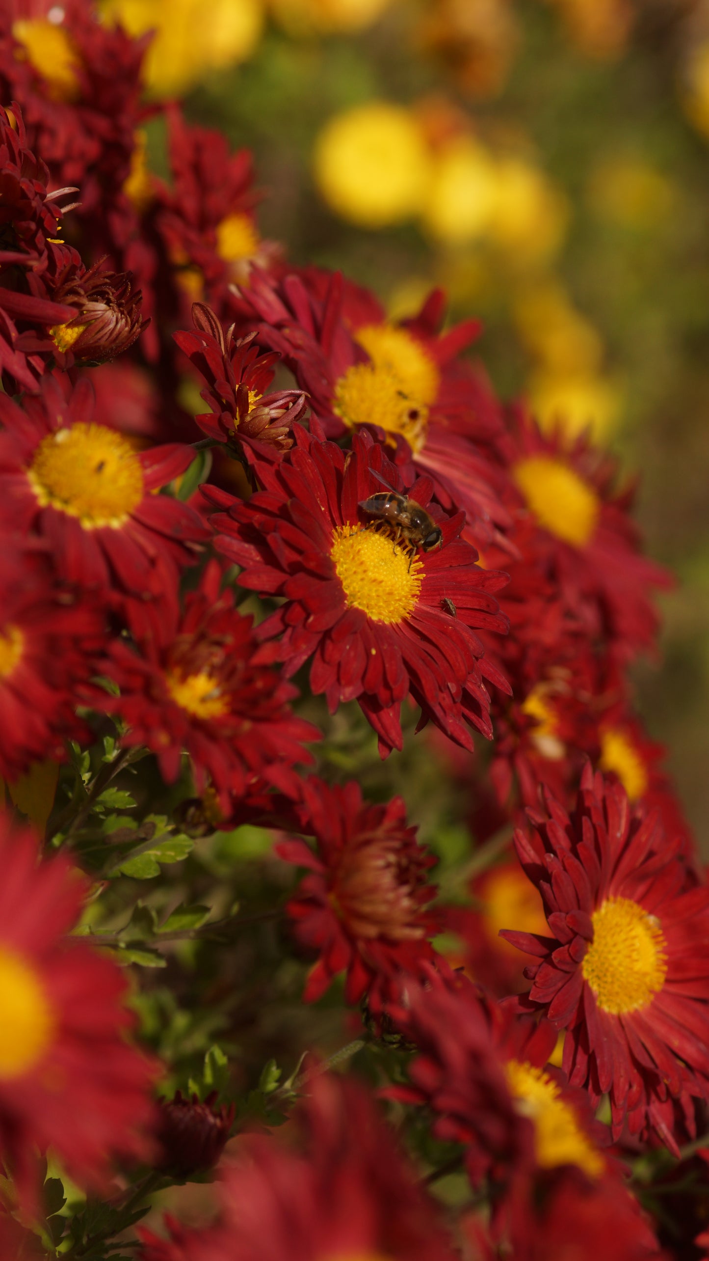 Chrysanthemum Indicum-Hybride 'Andromeda' - Herbst-Chrysantheme