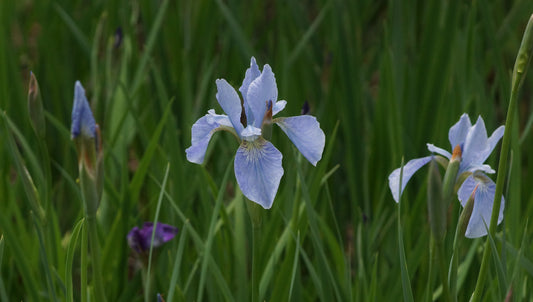 Iris sibirica 'Papillion' - Wiesen-Schwertlilie