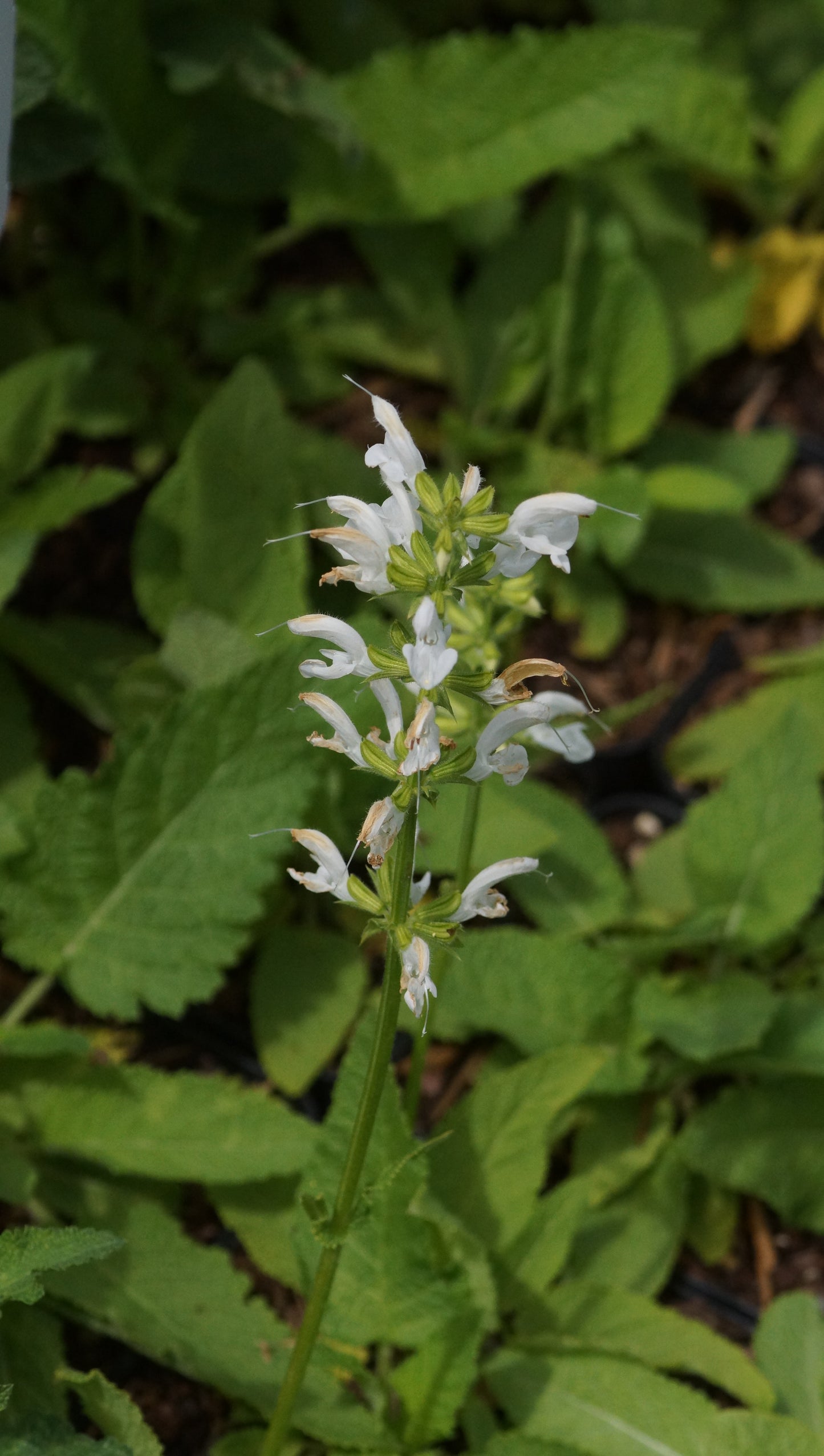 Salvia pratensis 'White Rhapsody' - Wiesen-Salbei