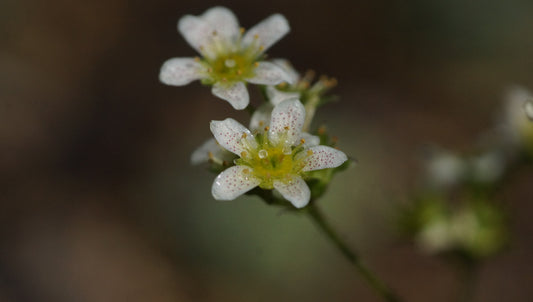 Saxifraga paniculata 'Fuorcla Surlej' - Rispen-Steinbrech