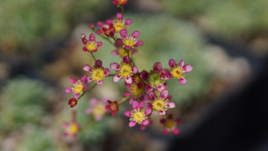 Saxifraga paniculata 'Jaromir' - Rispen-Steinbrech
