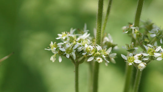 Saxifraga pensylvanica (Syn. Micranthes pensylvanica) - Sumpf-Steinbrech