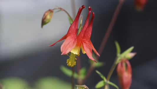 Aquilegia canadensis - Kanadische Akelei