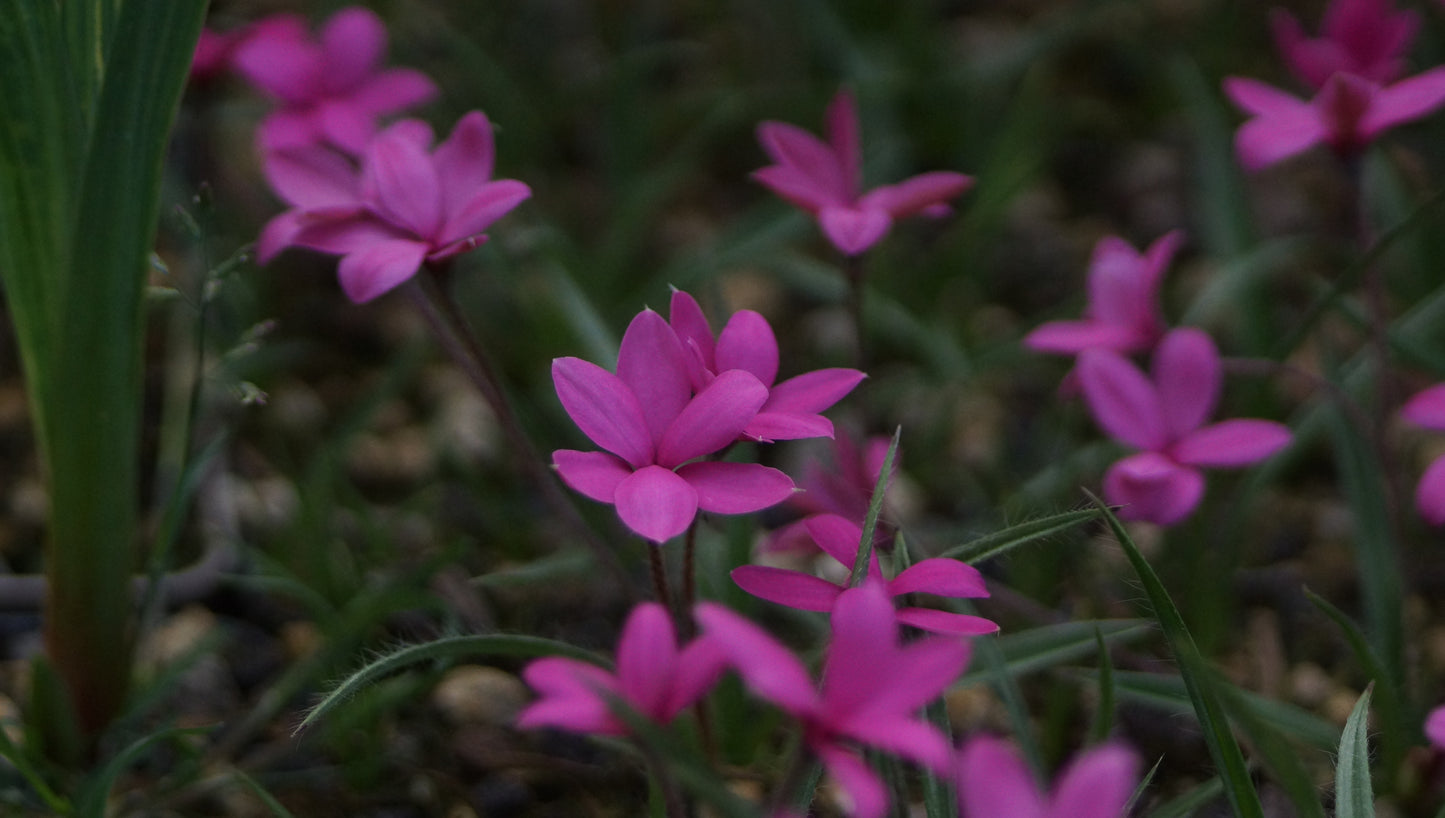 Rhodohypoxis baurii 'Goliath' - Grasstern