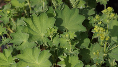 Alchemilla xanthochlora - Gewöhlicher Frauenmantel