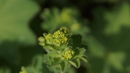 Alchemilla xanthochlora - Gewöhlicher Frauenmantel
