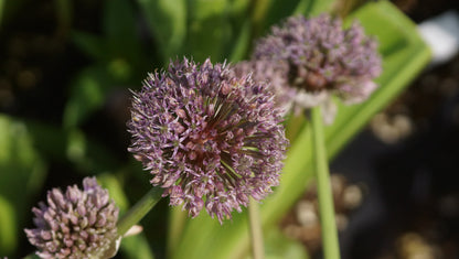 Allium karataviense x hollandicum 'Lucky Balloons' - Zier-Lauch