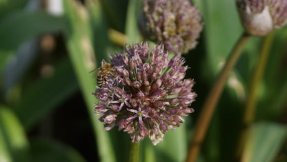 Allium karataviense x hollandicum 'Lucky Balloons' - Zier-Lauch