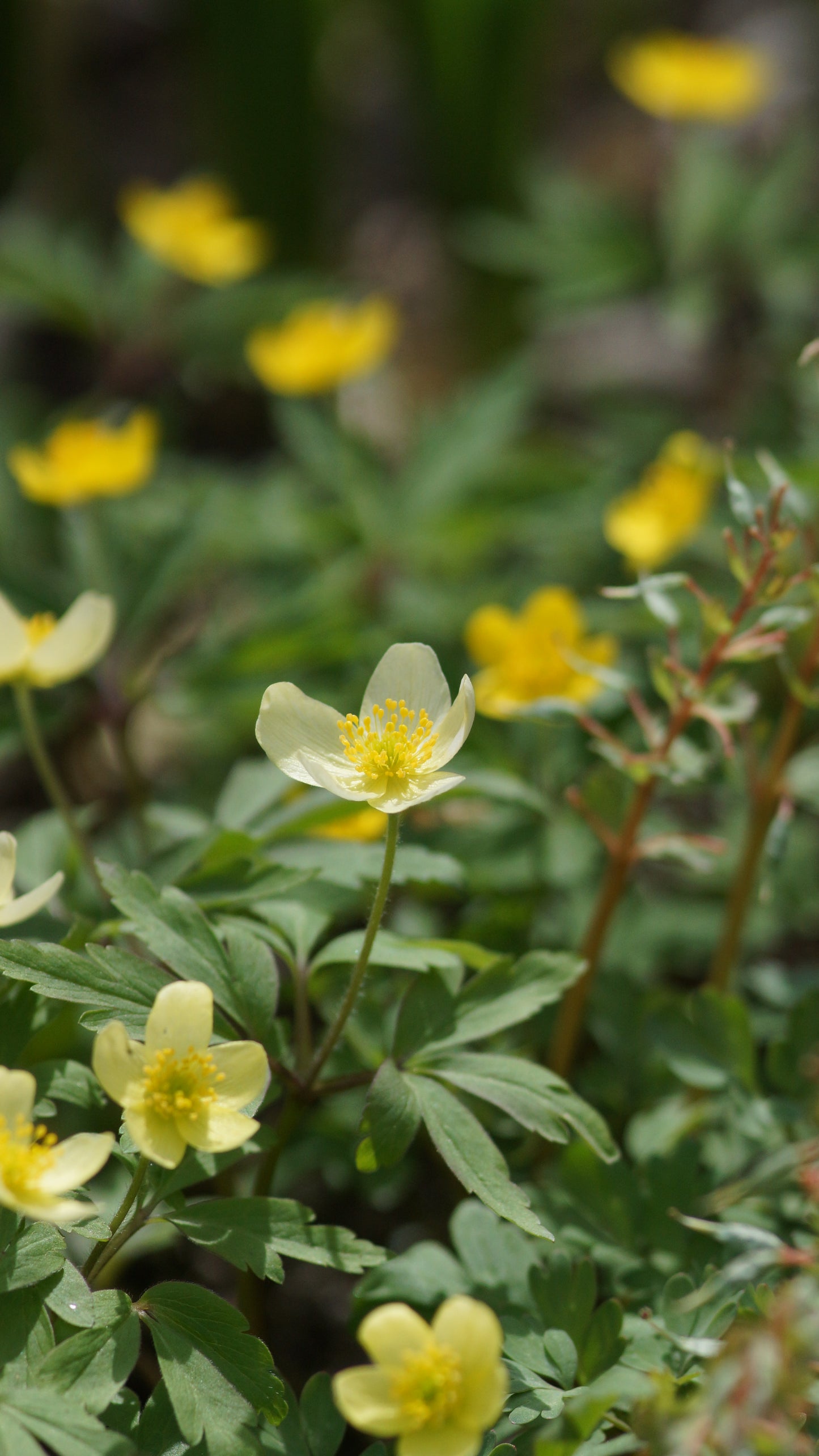 Anemone x lipsiensis 'Vindoboniensis' - Wiener Buschwindröschen