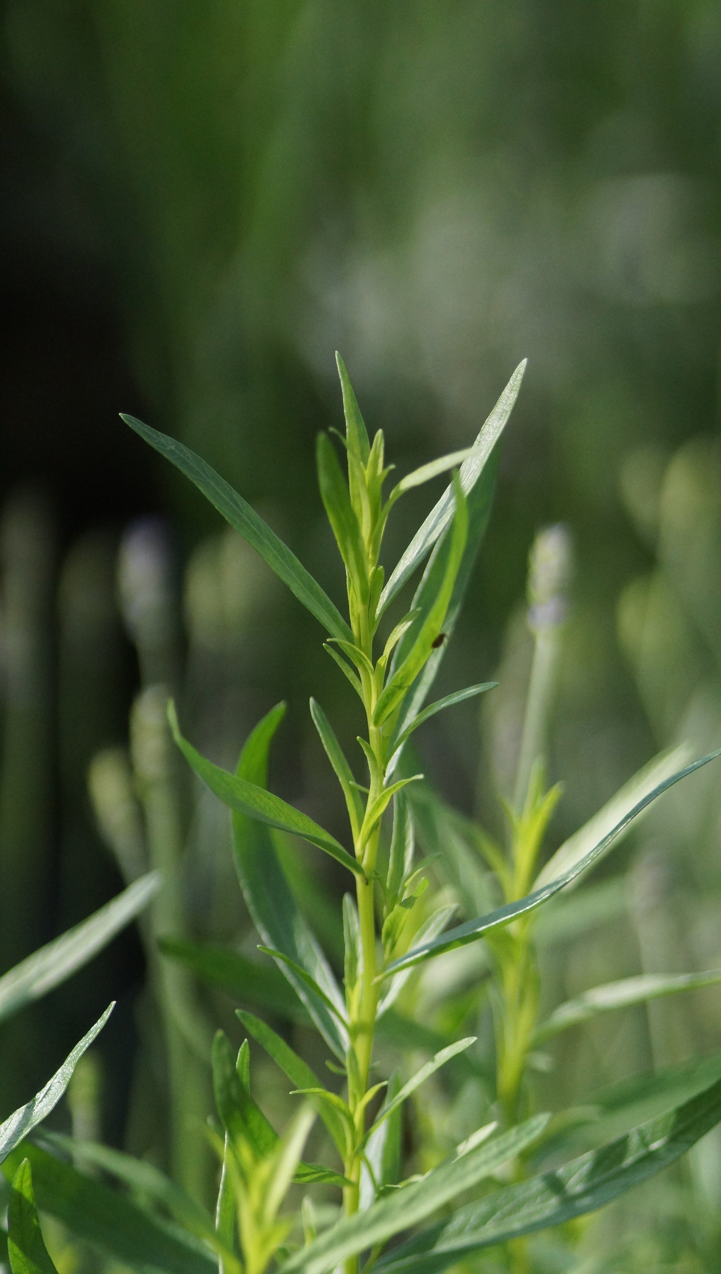 Artemisia dracunculus 'Pfefferkorn' - Französischer Estragon