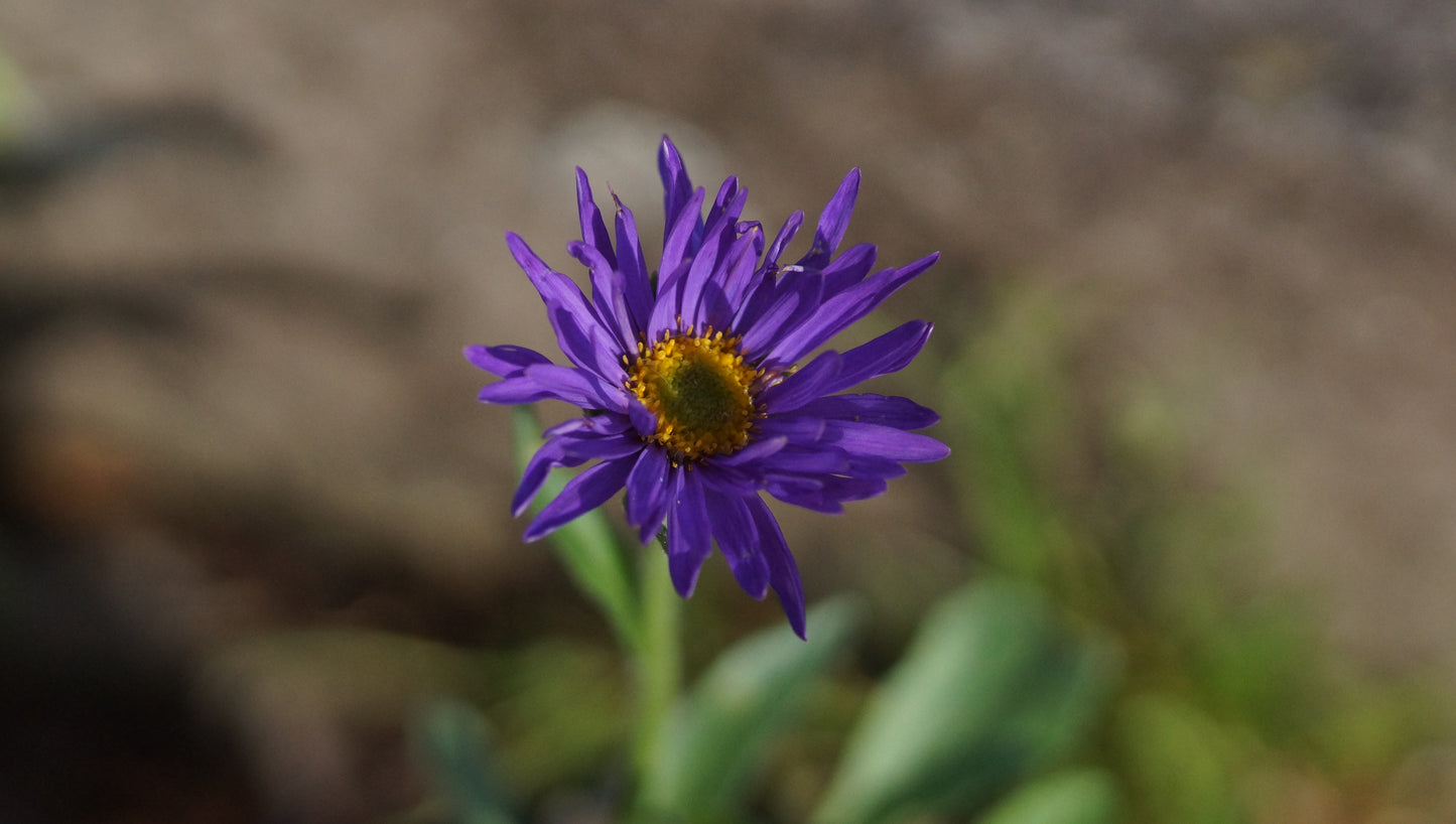 Aster alpinus 'Dunkle Schöne' - Alpen-Aster