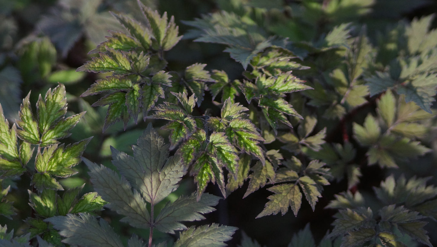 Cimicifuga simplex 'Chocoholic®' (Syn. Actaea s. 'Chocoholic') - Dunkle Oktober-Silberkerze