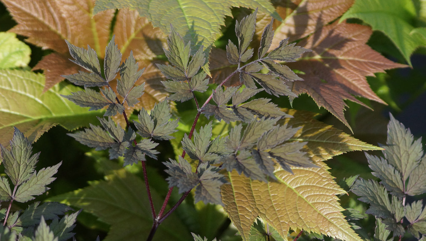 Cimicifuga simplex 'Chocoholic®' (Syn. Actaea s. 'Chocoholic') - Dunkle Oktober-Silberkerze