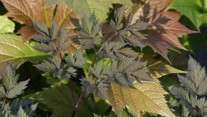 Cimicifuga simplex 'Chocoholic®' (Syn. Actaea s. 'Chocoholic') - Dunkle Oktober-Silberkerze