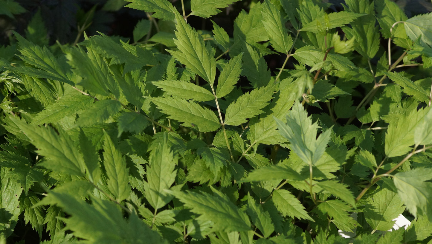 Cimicifuga racemosa (Syn. Actaea racemosa) - Trauben-Silberkerze