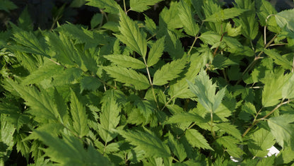 Cimicifuga racemosa (Syn. Actaea racemosa) - Trauben-Silberkerze