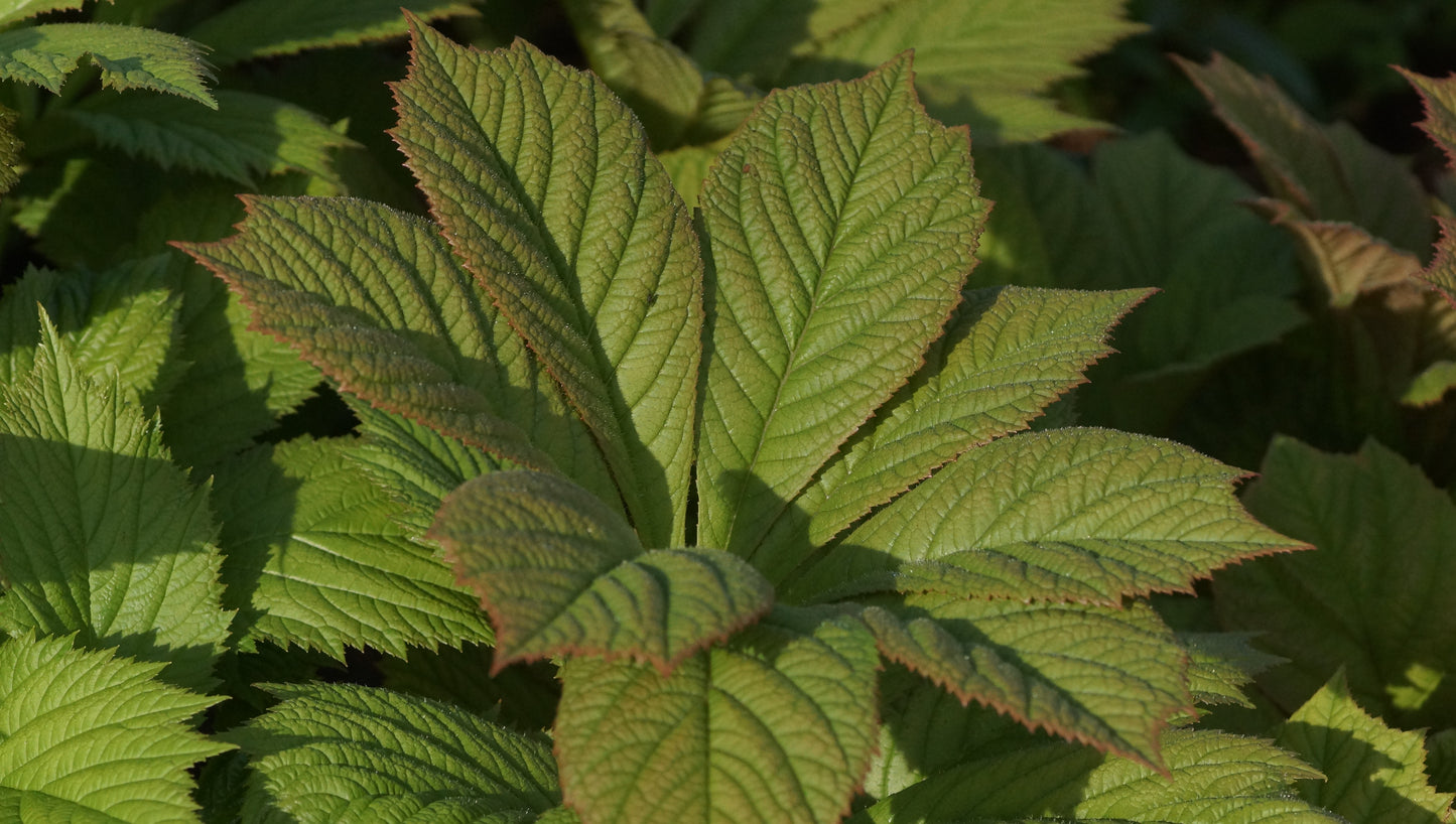 Rodgersia henrici 'Spitzentänzerin' - Schaublatt