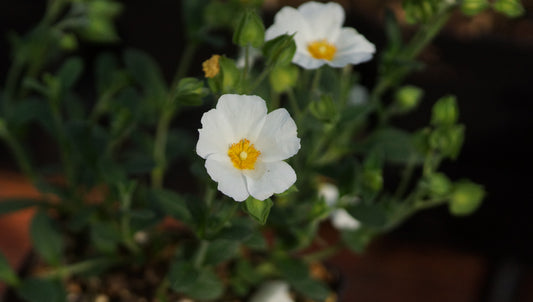 x Halimiocistus 'Ingwersenii' - Steinzistrose