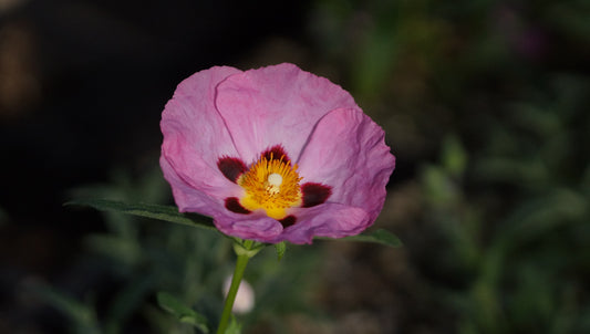 Cistus x purpureus 'Petite Taudevin'- Purpur-Zistrose