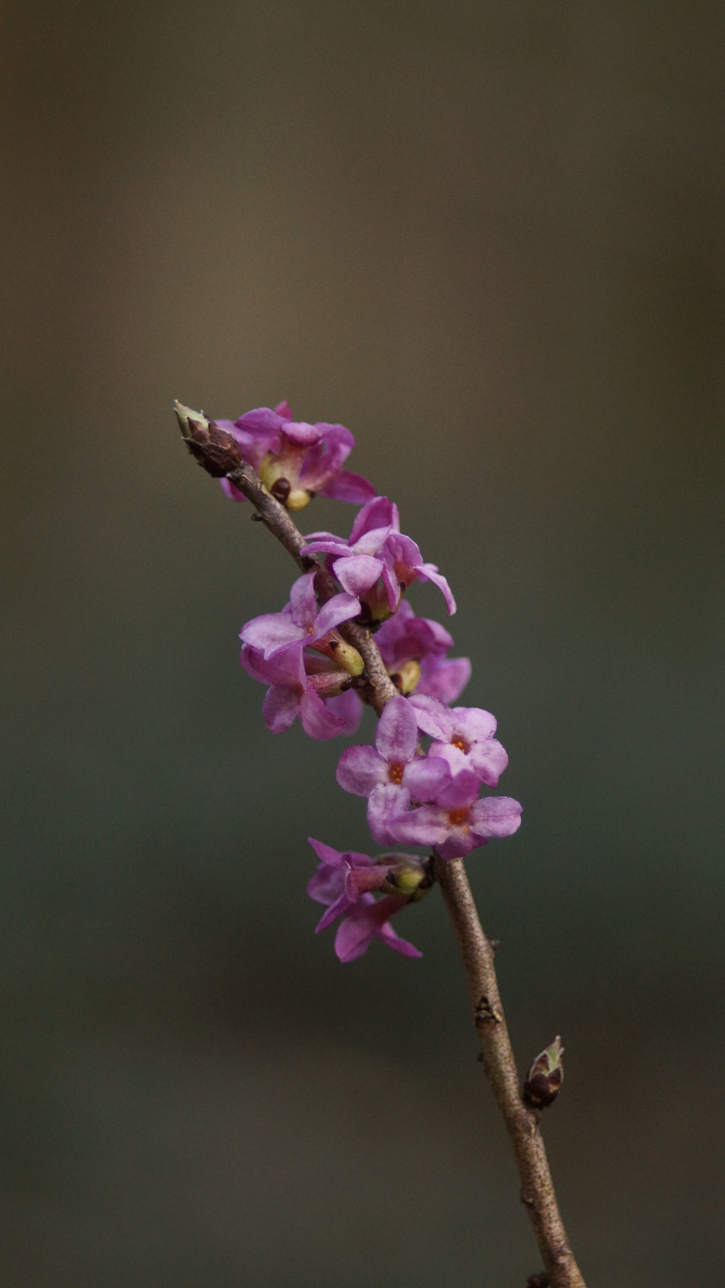 Daphne mezereum subsp. alpina - Echter Seidelbast