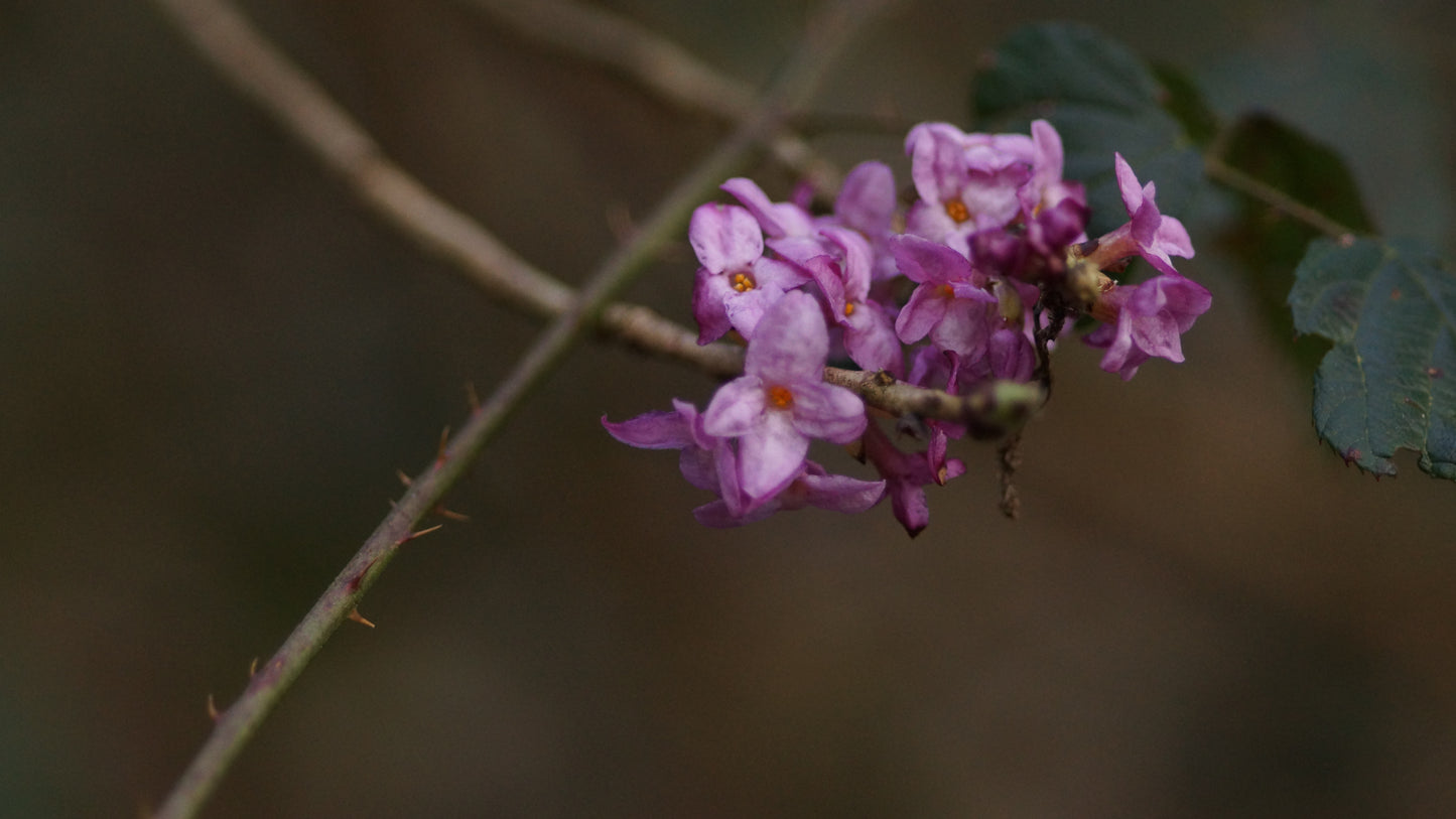 Daphne mezereum subsp. alpina - Echter Seidelbast