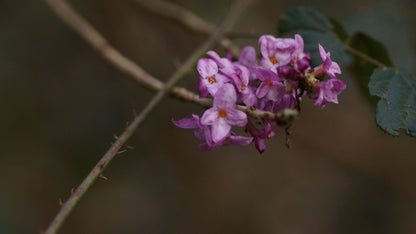 Daphne mezereum subsp. alpina - Echter Seidelbast