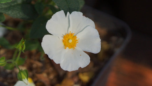 Cistus x corbariensis - Felsen-Zistrose