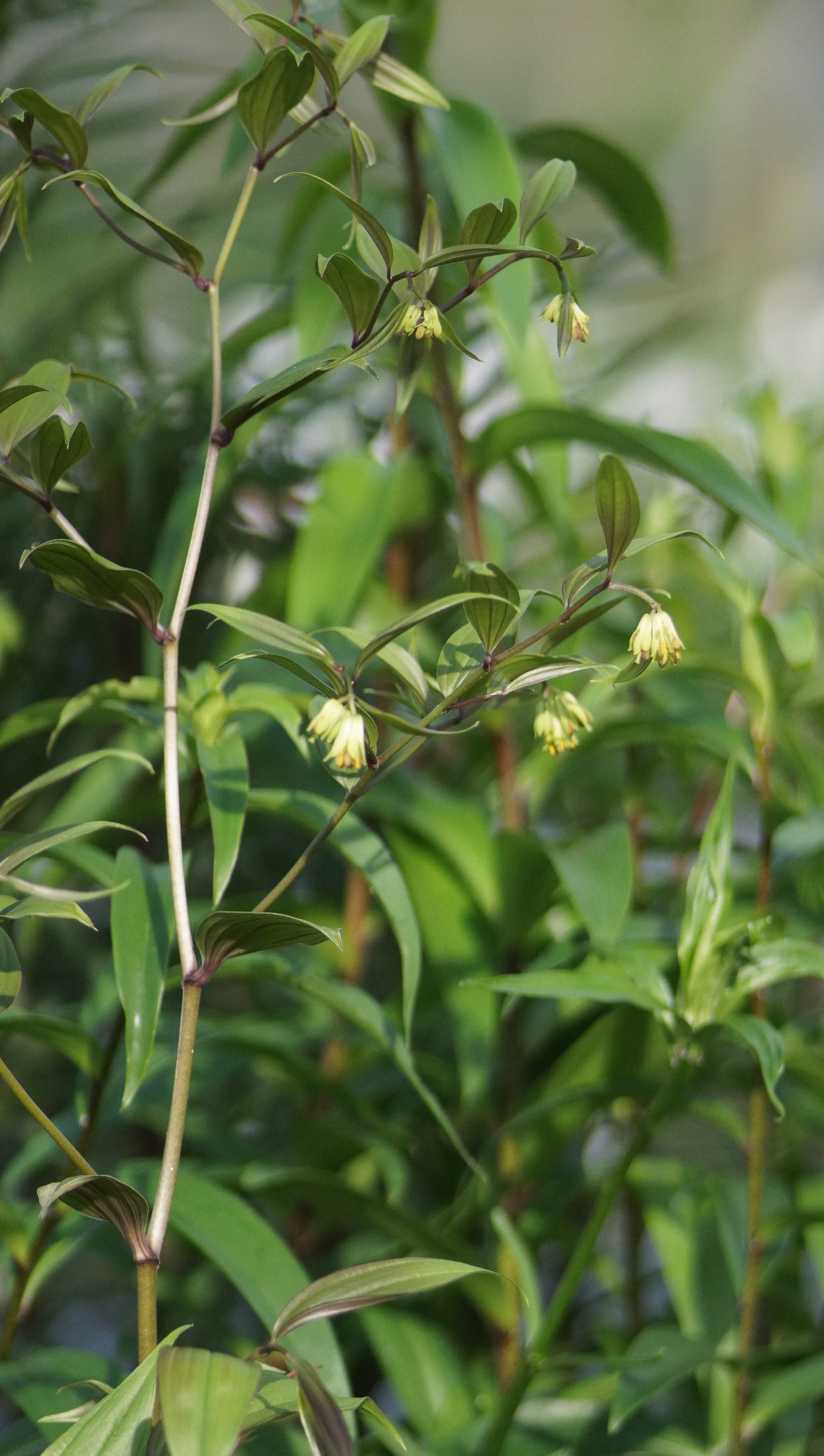Disporum cantoniense 'Night Heron' - Waldglocke
