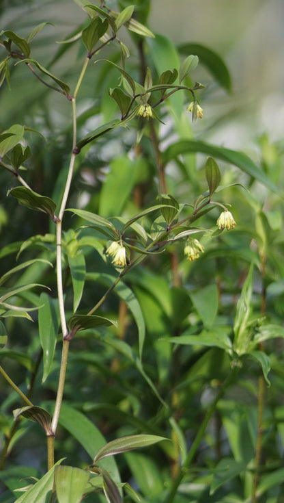 Disporum cantoniense 'Night Heron' - Waldglocke