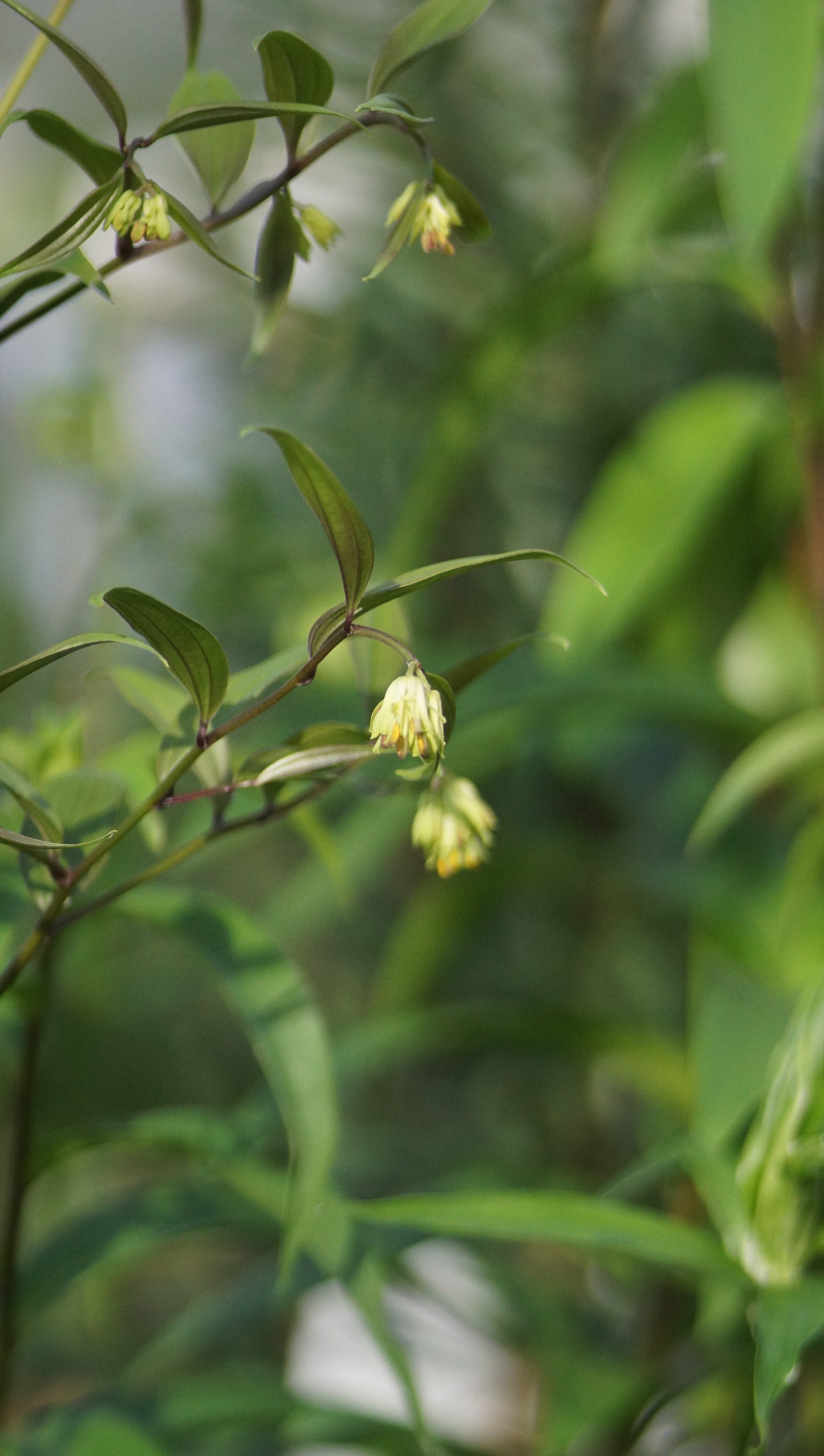 Disporum cantoniense 'Night Heron' - Waldglocke
