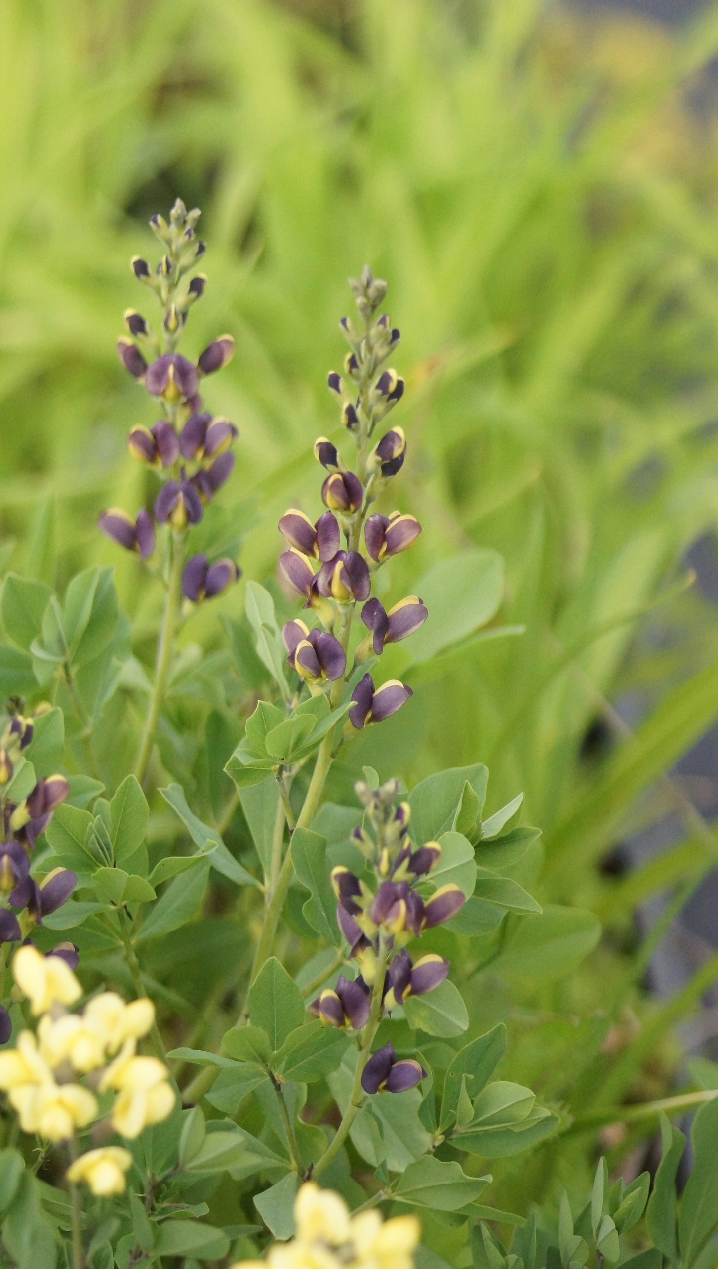Baptisia Hybride 'Twilight Prairieblues' - Indigolupine