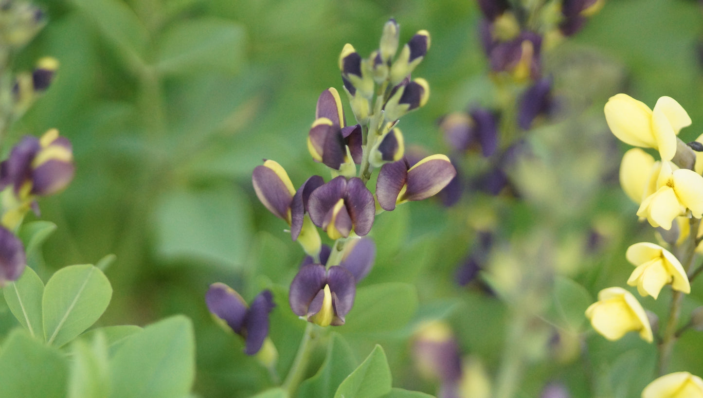 Baptisia Hybride 'Twilight Prairieblues' - Indigolupine