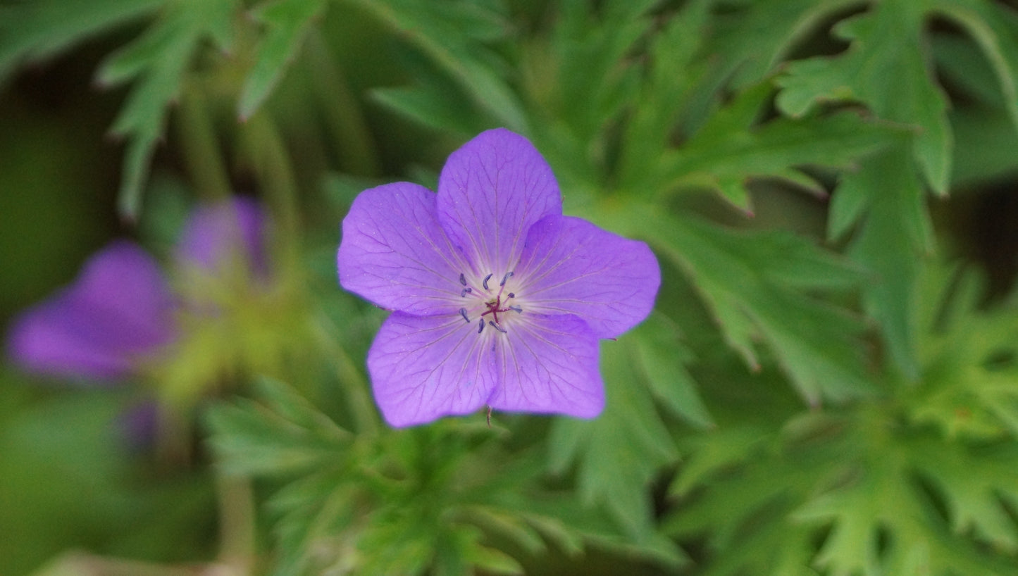 Geranium clarkei 'Kashmir Purple' - Clarkes Storchschnabel