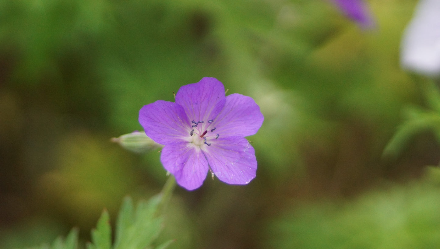 Geranium clarkei 'Kashmir Purple' - Clarkes Storchschnabel