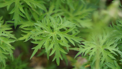 Geranium clarkei 'Kashmir Purple' - Clarkes Storchschnabel