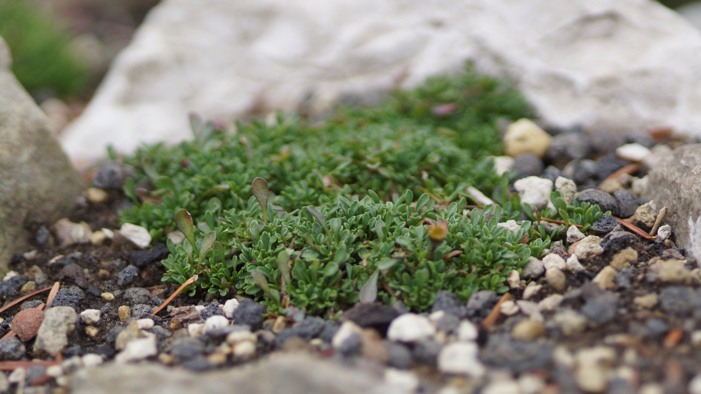 Erigeron scopulinus - Winn-Falls-Flohkraut