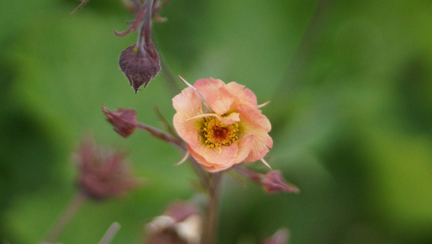 Geum Hybride 'Mai Tai' - Nelkenwurz