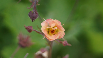 Geum Hybride 'Mai Tai' - Nelkenwurz