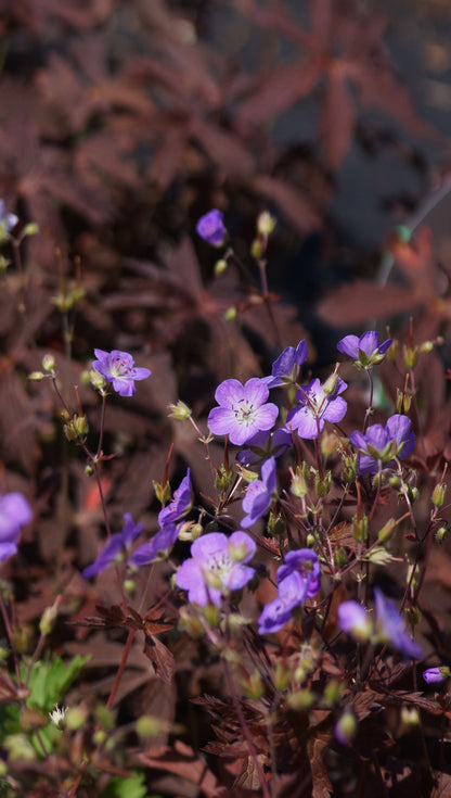 Geranium maculatum 'Schokoprinz' - Gefleckter Storchschnabel