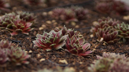 Sempervivum Arachnoideum-Hybride 'Silberspitz' - Spinnweben-Hauswurz
