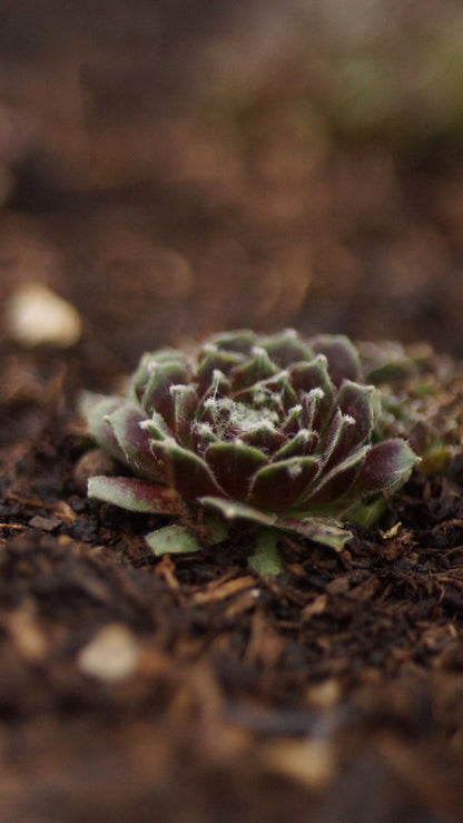 Sempervivum Arachnoideum-Hybride 'Skovtrold's Triumph' - Spinnweben-Hauswurz