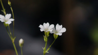 Gypsophila tenuifolia - Schmalblättriges Schleierkraut